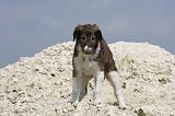 BARZOI 037